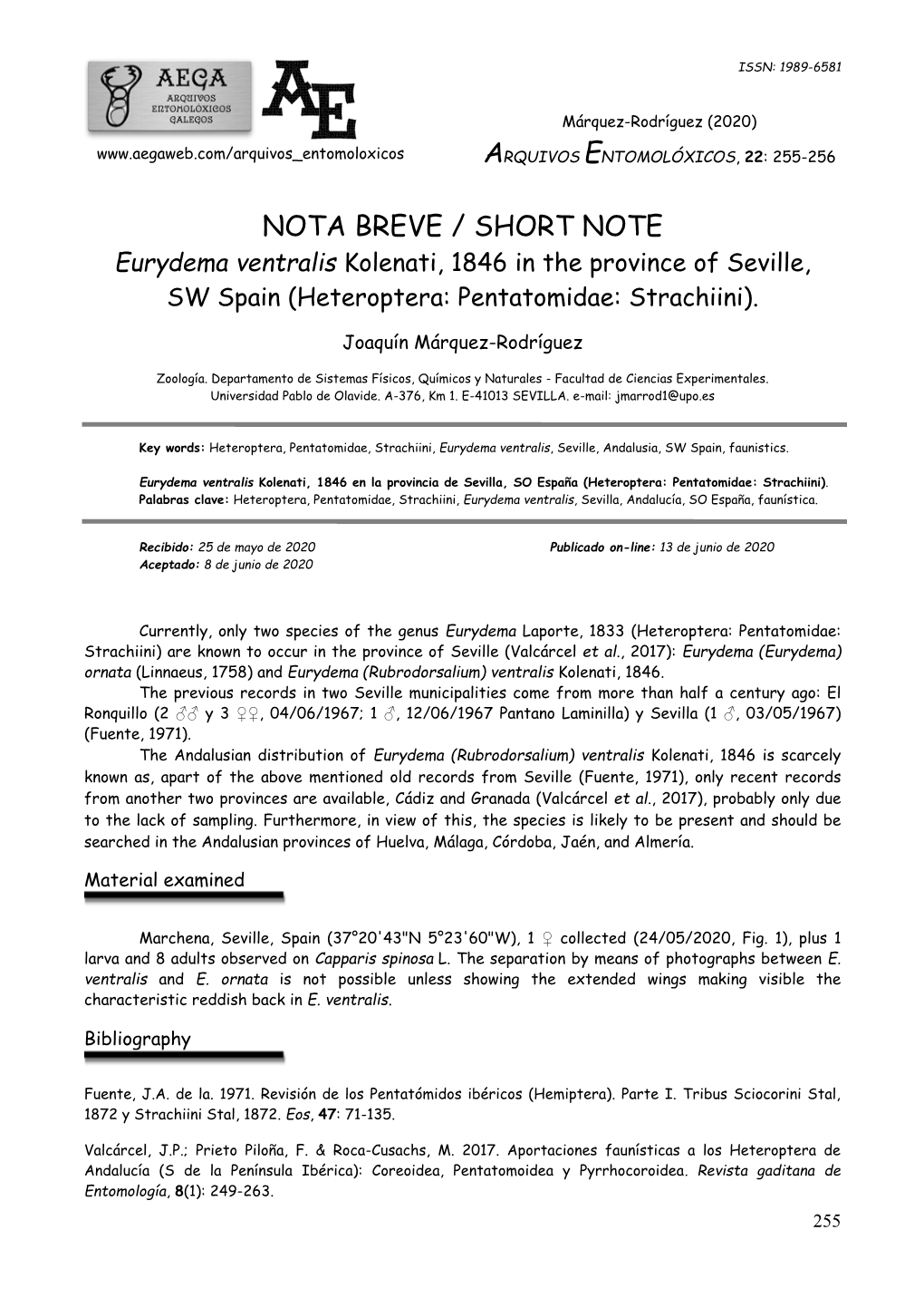 NOTA BREVE / SHORT NOTE Eurydema Ventralis Kolenati, 1846 in the Province of Seville, SW Spain (Heteroptera: Pentatomidae: Strachiini)