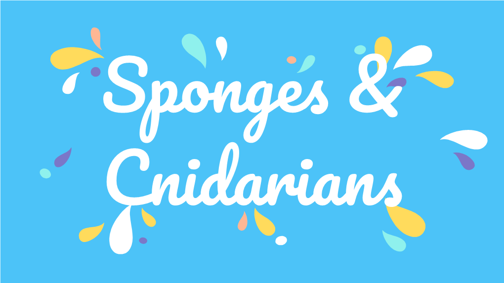 Sponges and Cnidarians 2019.Pdf