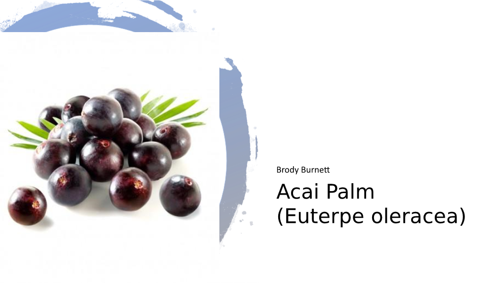 Acai Palm (Euterpe Oleracea)