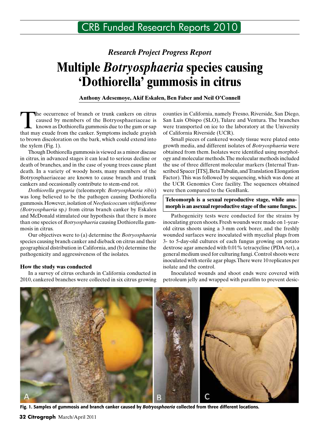 Multiple Botryosphaeria Species Causing 'Dothiorella' Gummosis In