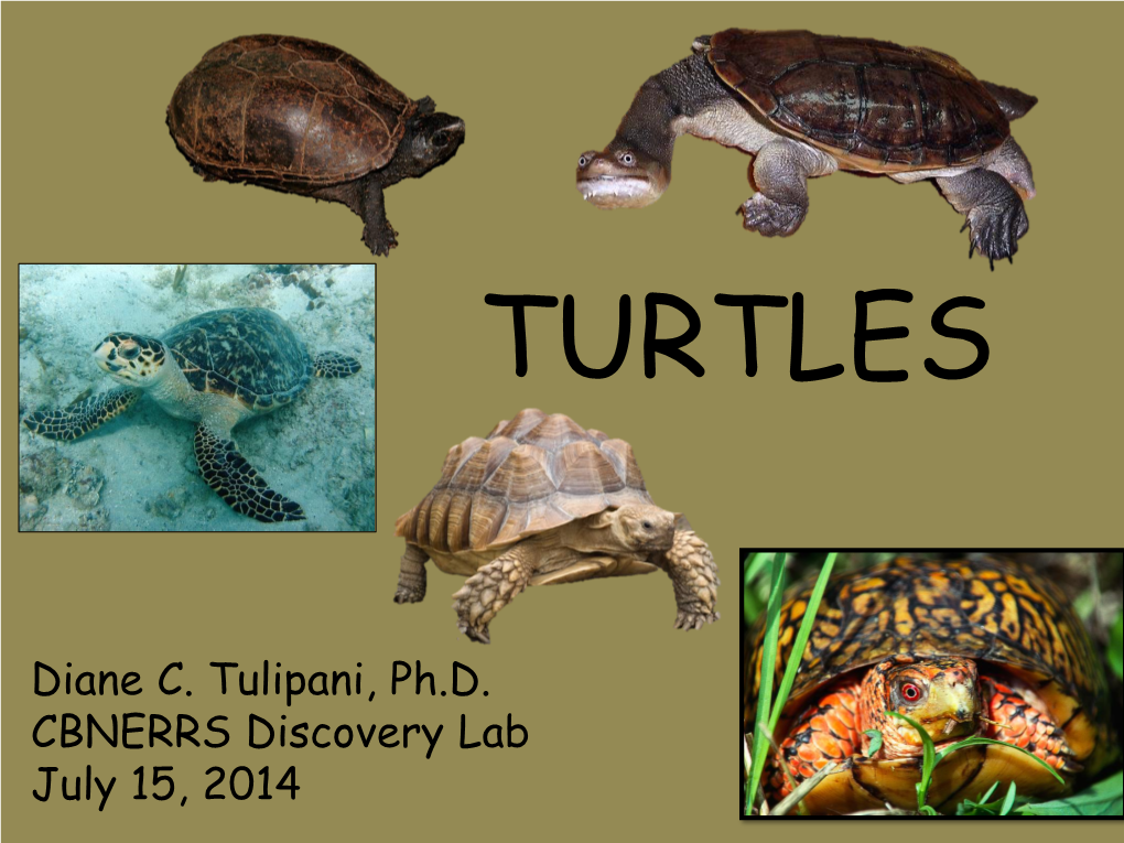 Diane C. Tulipani, Ph.D. CBNERRS Discovery Lab July 15, 2014