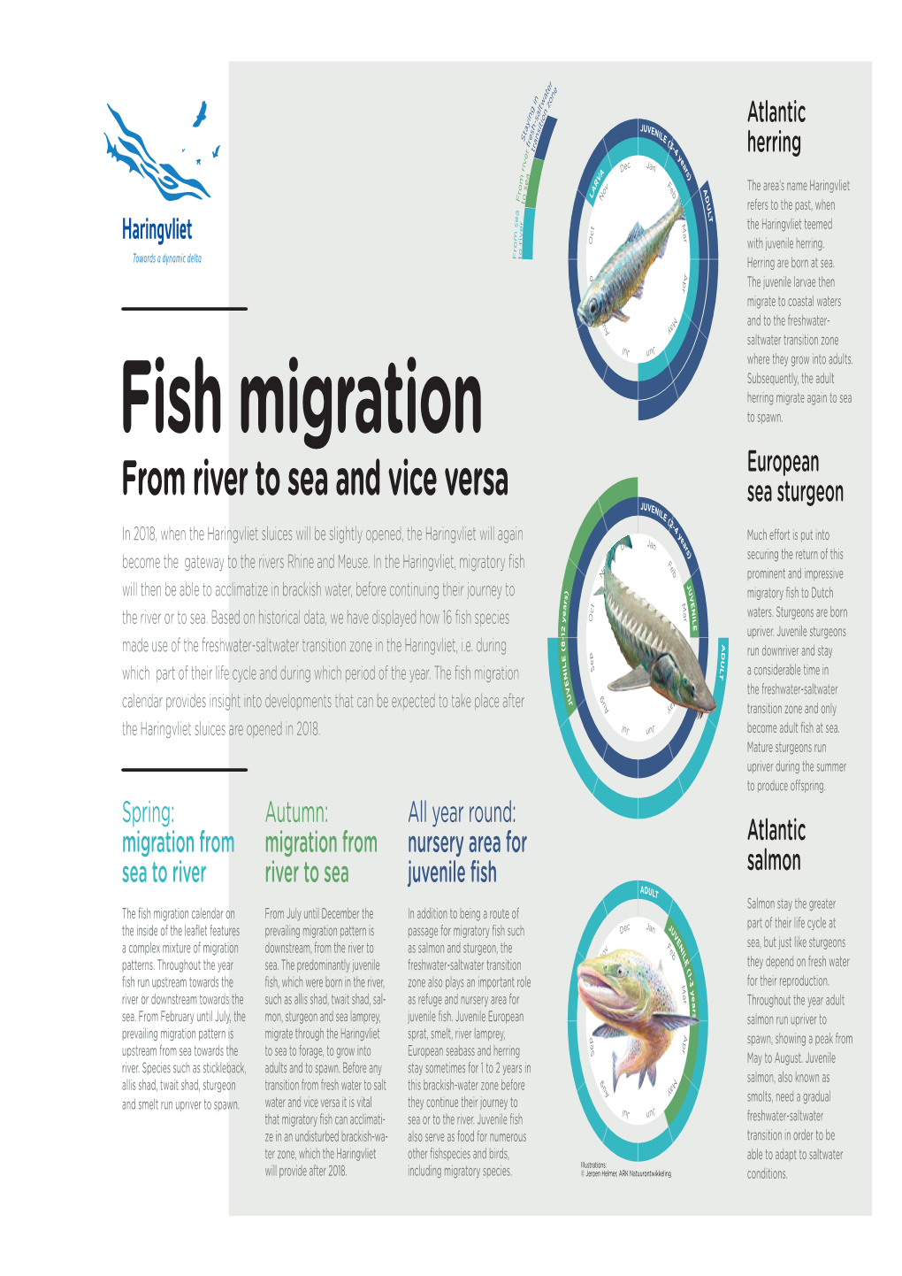 Fish Migration the and During Which Period of the Year