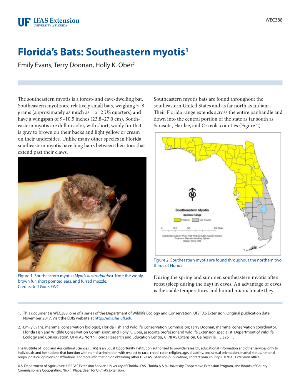 Florida's Bats