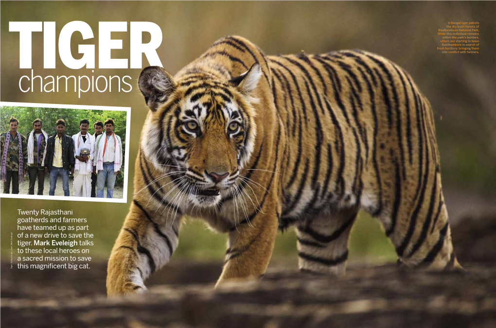 Twenty Rajasthani Goatherds and Farmers Have Teamed up As Part of a New Drive to Save the Tiger