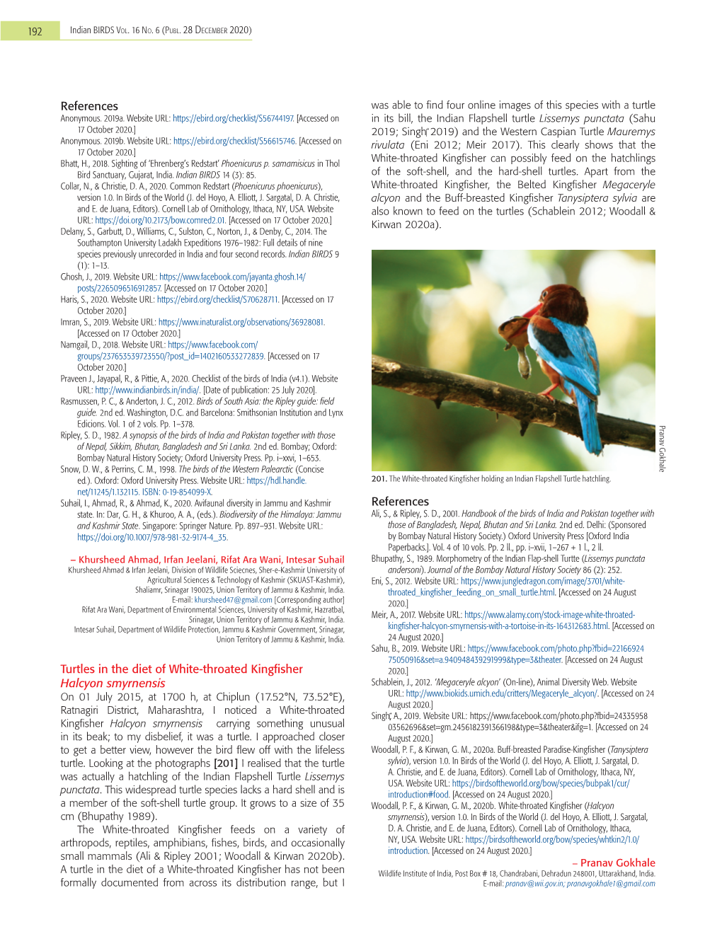 Turtles in the Diet of White-Throated Kingfisher Halcyon Smyrnensis
