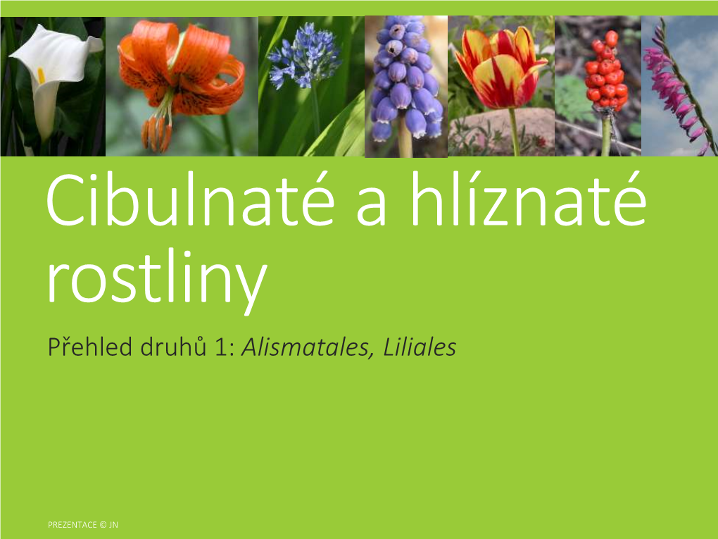 Přehled Druhů 1: Alismatales, Liliales Přehled Cibulnatých a Hlíznatých Rostlin Zpracováno Podle: Petrová E