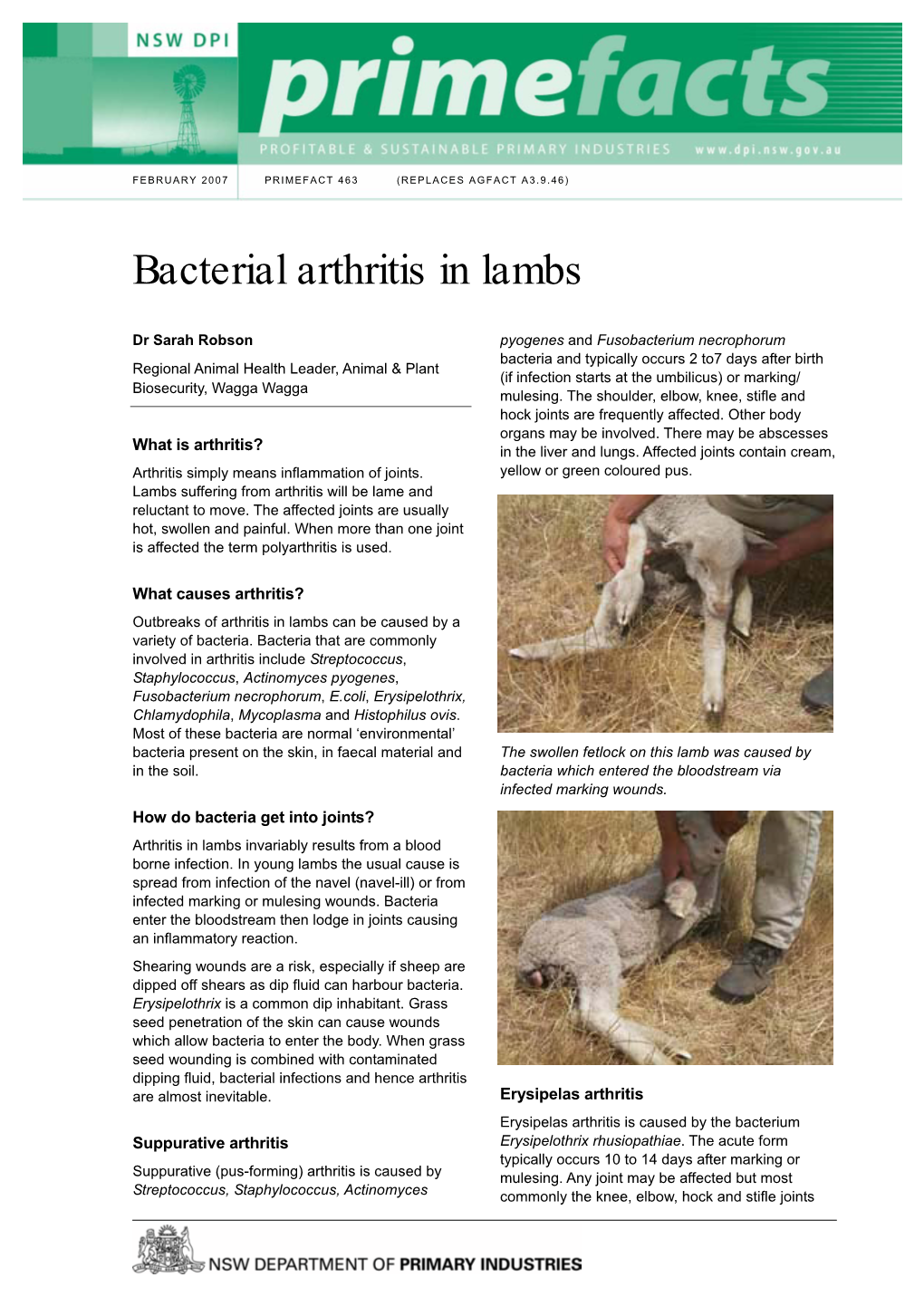 Bacterial Arthritis in Lambs