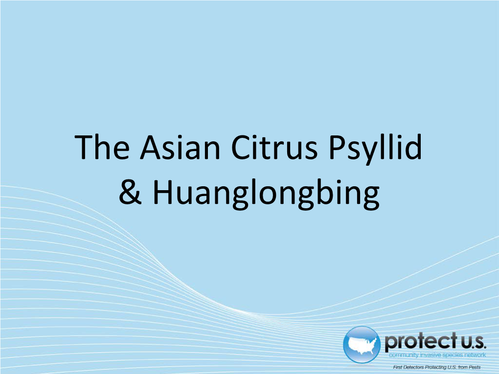 The Asian Citrus Psyllid & Huanglongbing