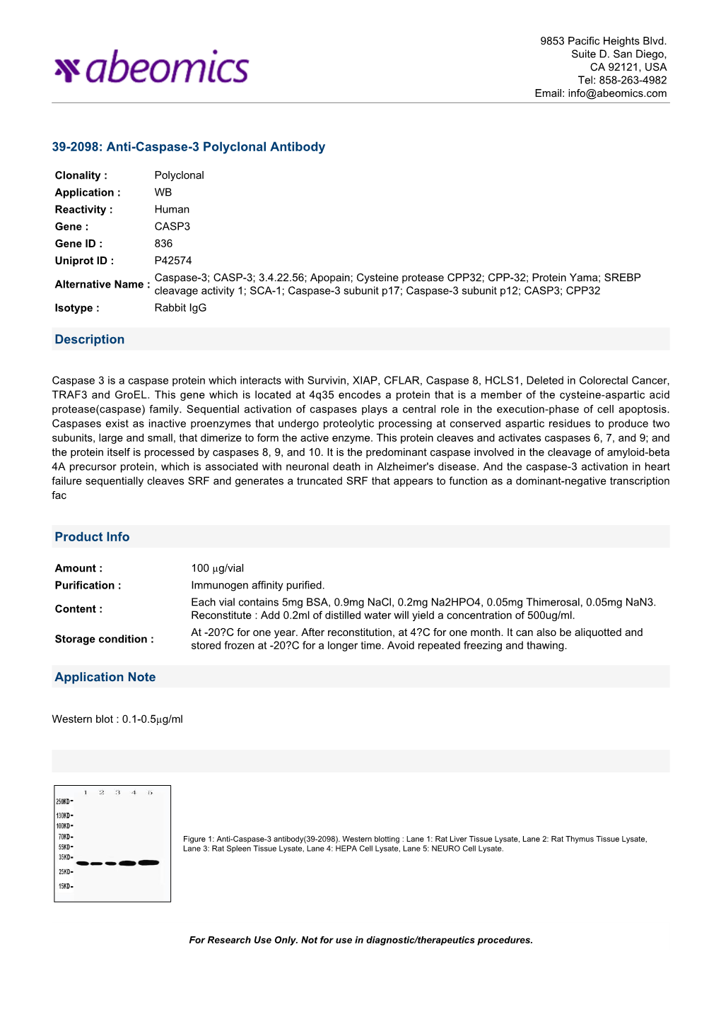 Anti-Caspase-3 Polyclonal Antibody Description Product