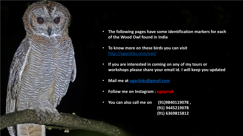 • the Following Pages Have Some Identification Markers for Each of the Wood Owl Found in India