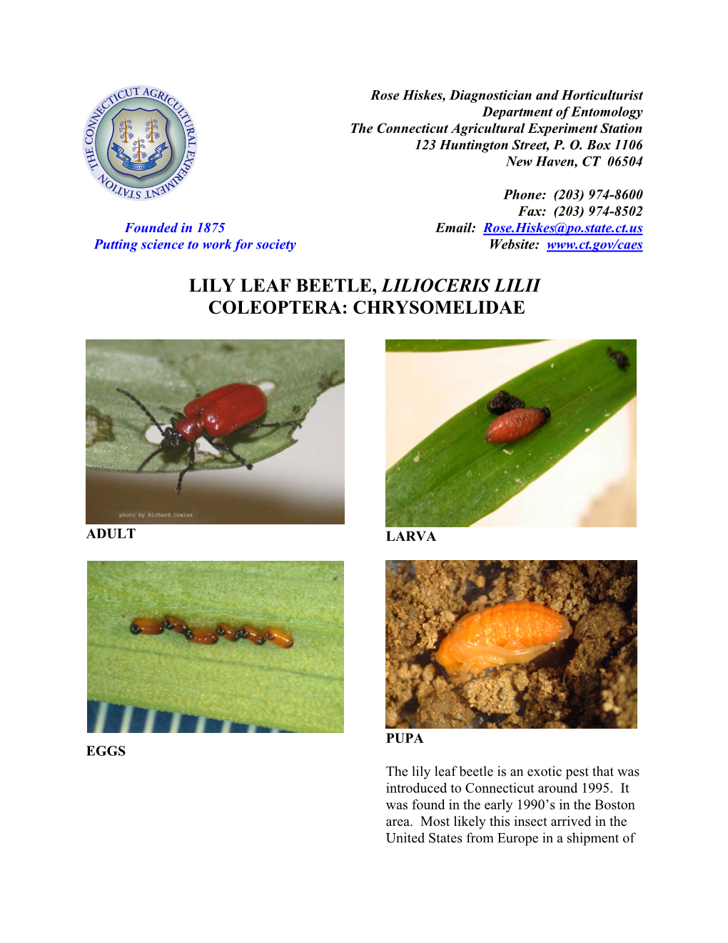 Lily Leaf Beetle, Lilioceris Lilii Coleoptera: Chrysomelidae