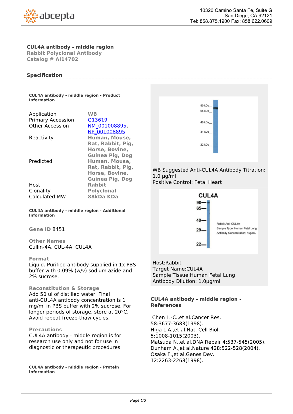 CUL4A Antibody - Middle Region Rabbit Polyclonal Antibody Catalog # AI14702