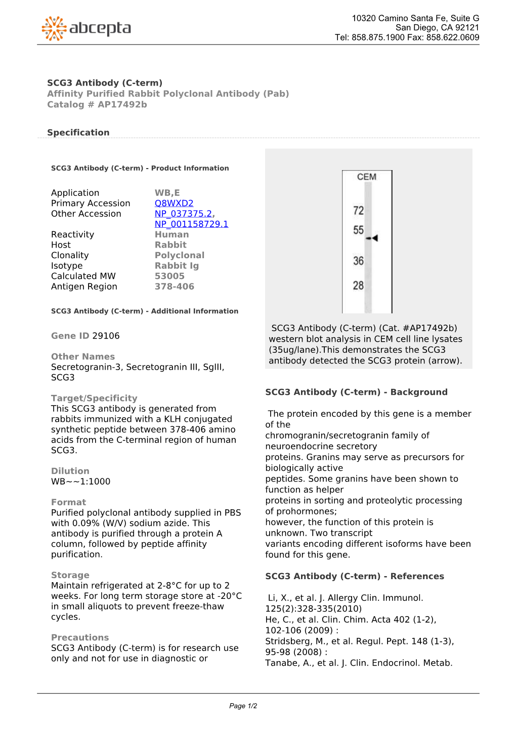 SCG3 Antibody (C-Term) Affinity Purified Rabbit Polyclonal Antibody (Pab) Catalog # Ap17492b