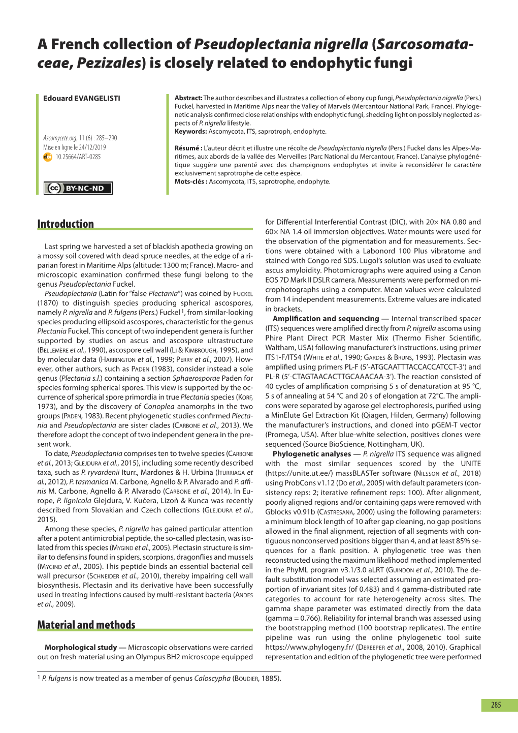 A French Collection of Pseudoplectania Nigrella (Sarcosomata- Ceae, Pezizales) Is Closely Related to Endophytic Fungi