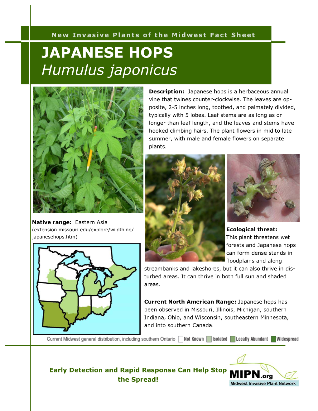 JAPANESE HOPS Humulus Japonicus