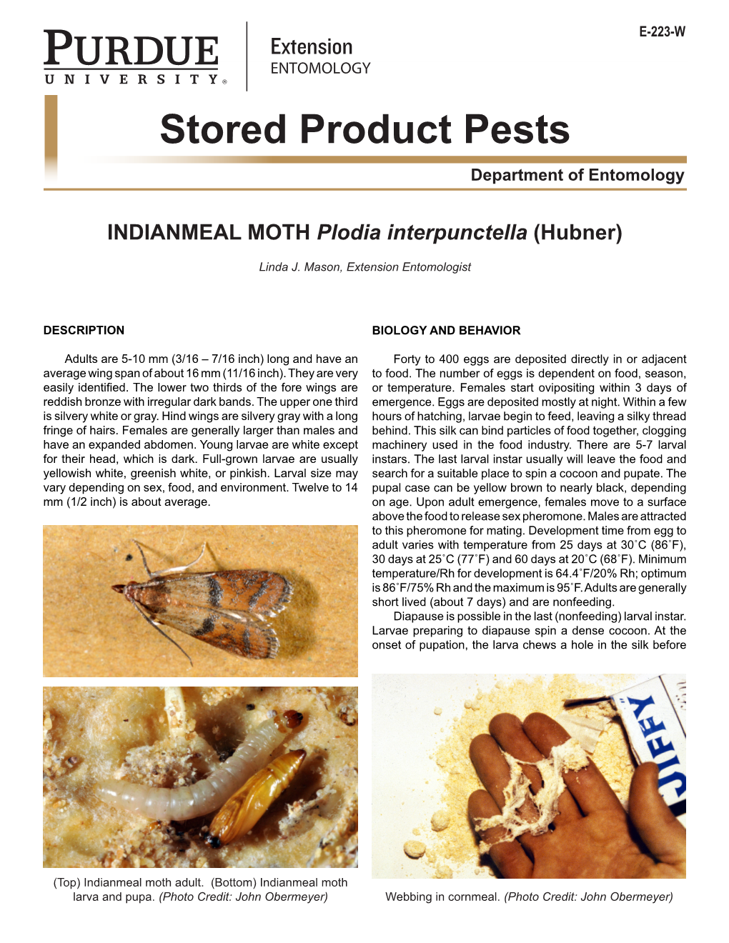 INDIANMEAL MOTH Plodia Interpunctella (Hubner)