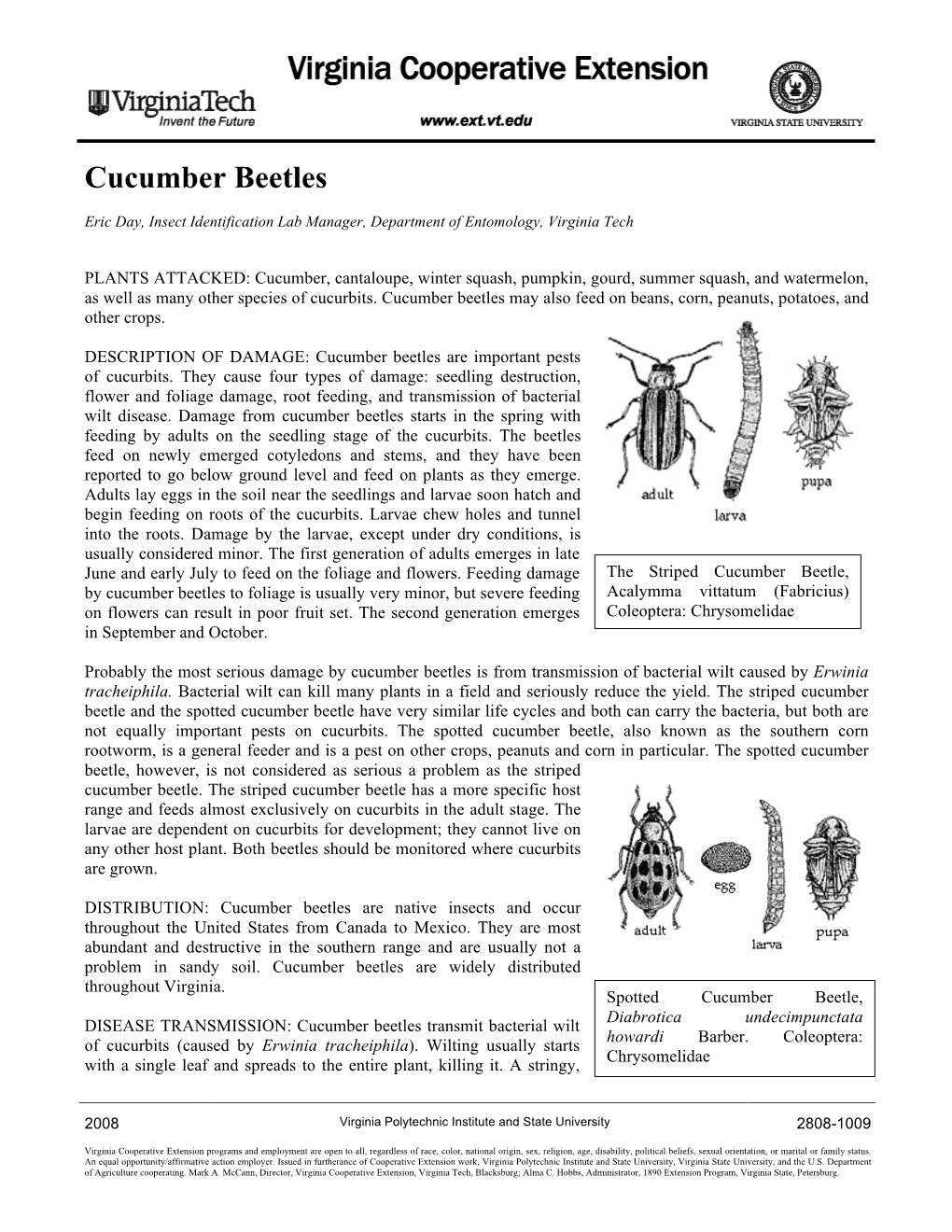 Cucumber Beetles