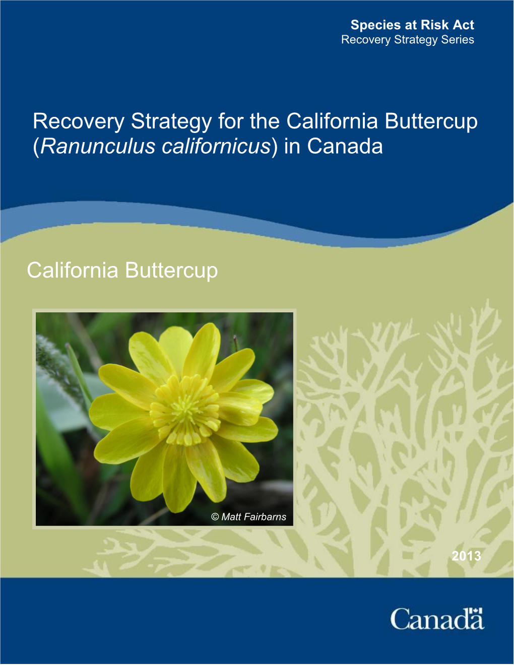 Recovery Strategy for the California Buttercup (Ranunculus Californicus) in Canada