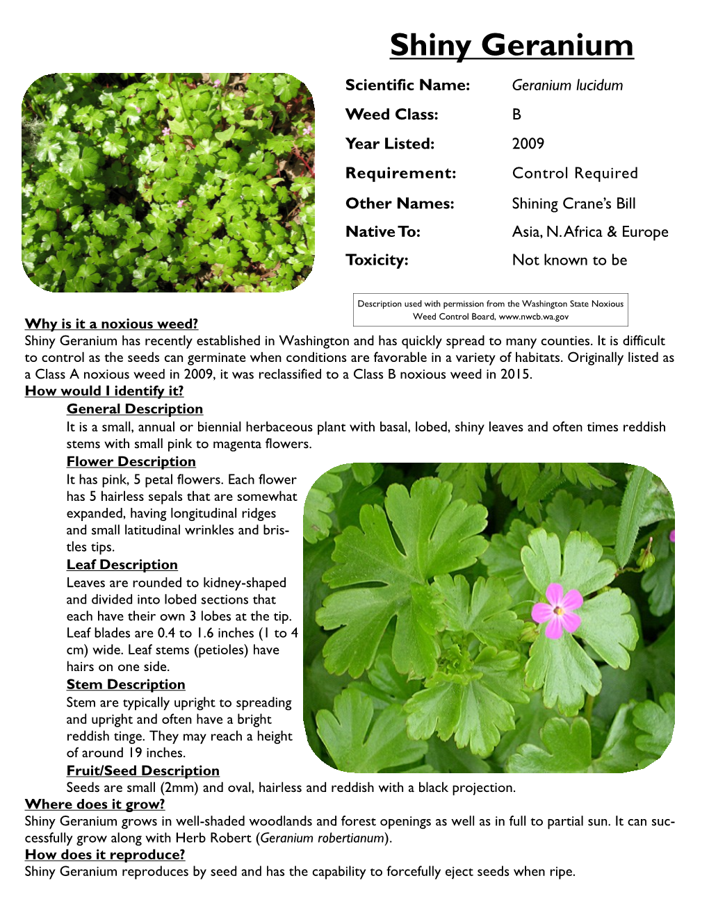 Shiny Geranium Scientific Name: Geranium Lucidum Weed Class: B Year Listed: 2009 Requirement: Control Required Other Names: Shining Crane’S Bill Native To: Asia, N