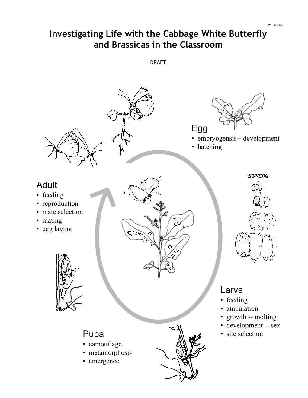 Investigating Life with the Cabbage White Butterfly and Brassicas in the Classroom