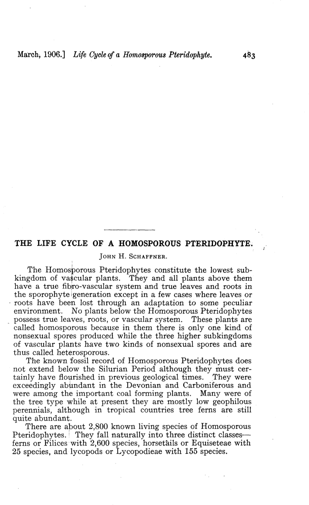 The Life Cycle of a Homosporous Pteridophyte