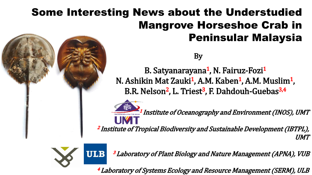 Some Interesting News About the Mangrove Horseshoe Crab In