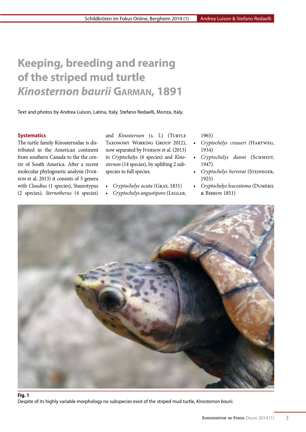 Keeping, Breeding and Rearing of the Striped Mud Turtle Kinosternon Baurii Garman, 1891