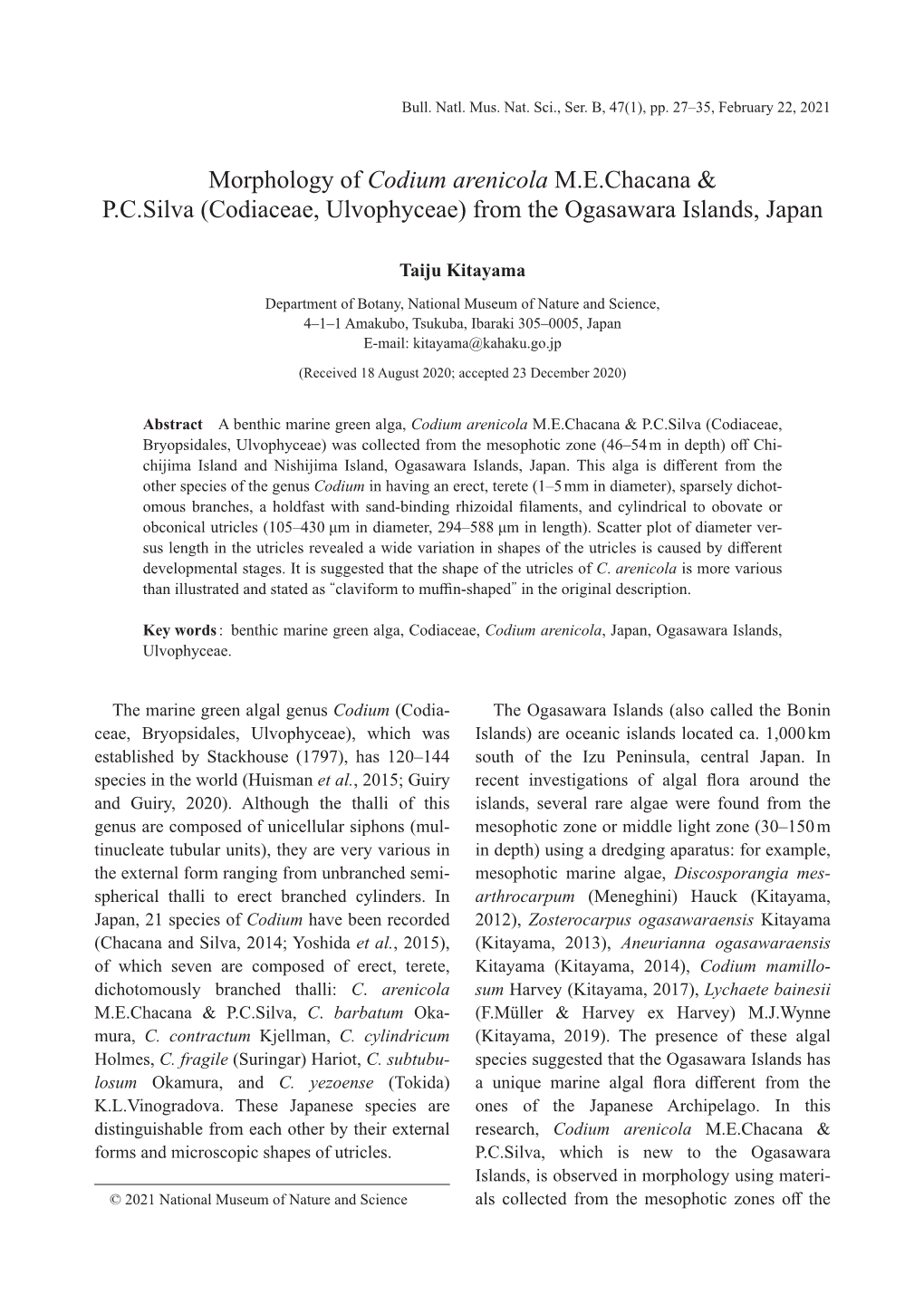 Morphology of Codium Arenicola M.E.Chacana & P.C.Silva