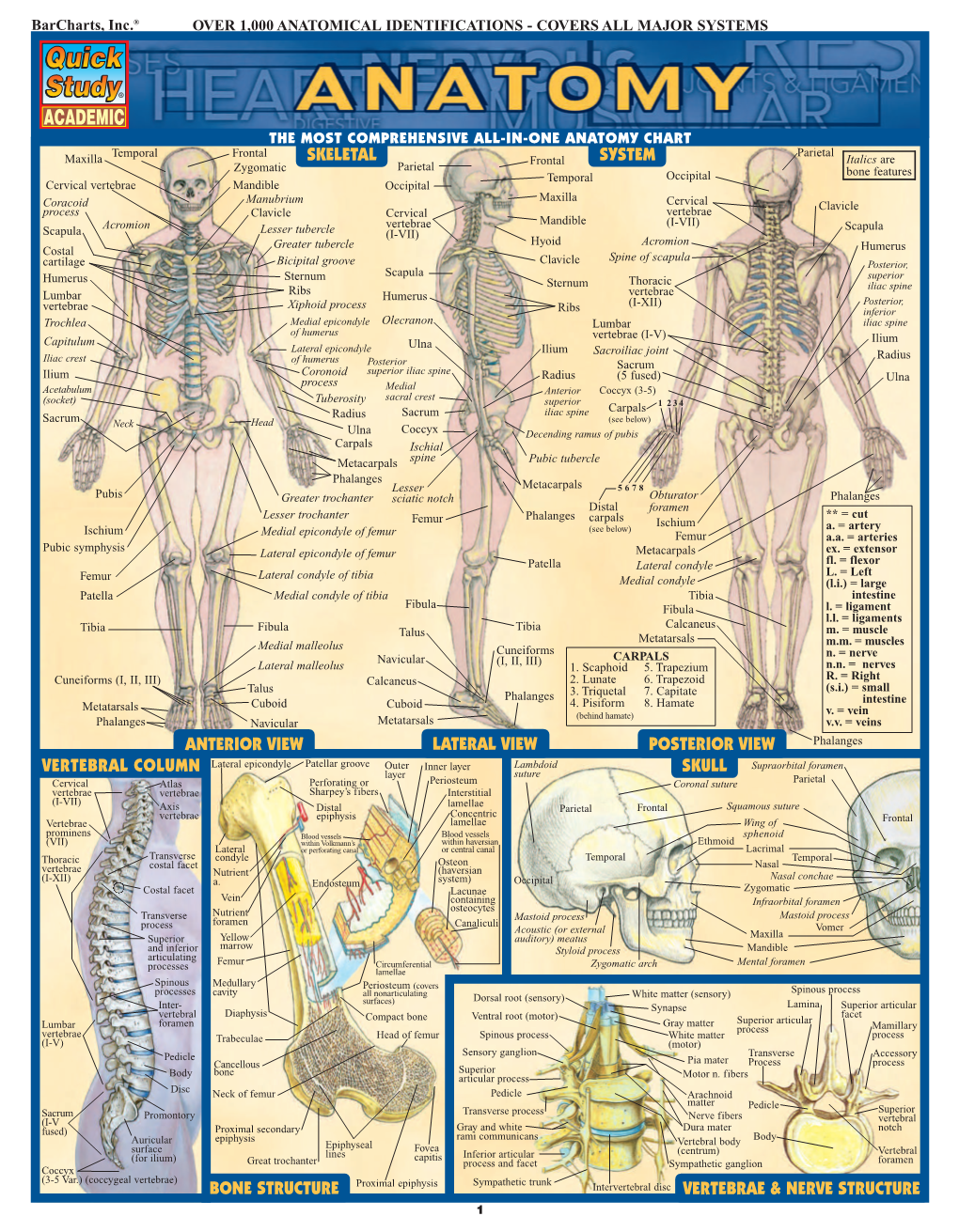 Barcharts Quickstudy Anatomy Vol 1