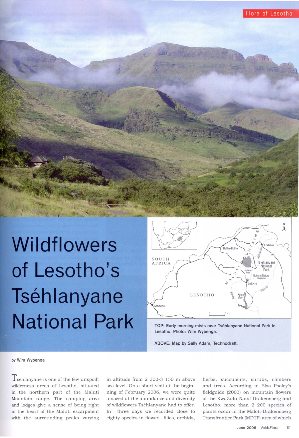 Wildflowers of Lesotho's Tséhlanyane National Park