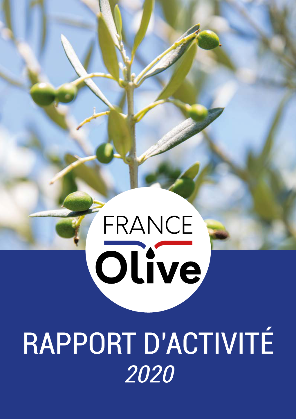 Rapport D'activité