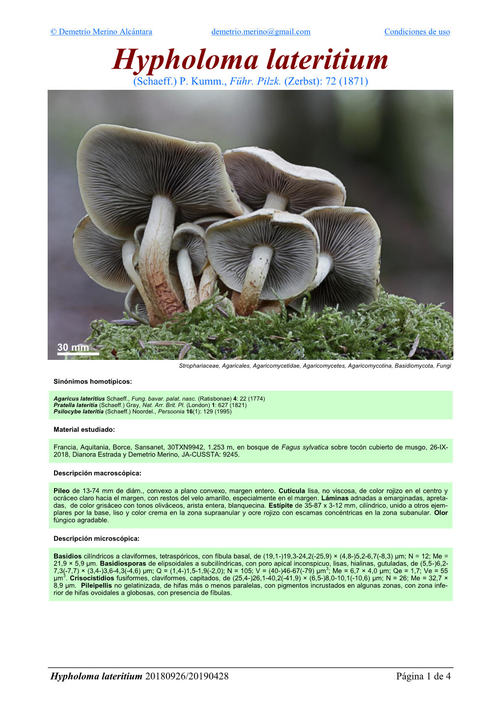 Hypholoma Lateritium