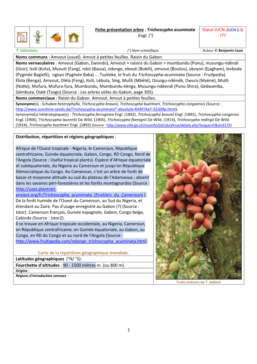 1 Fiche Présentation Arbre : Trichoscypha Acuminata Engl