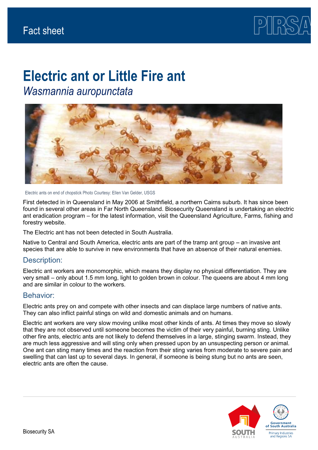 Electric Ant Or Little Fire Ant Wasmannia Auropunctata