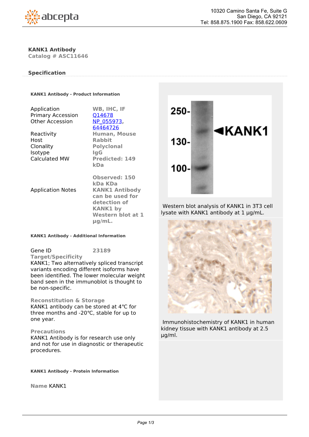 KANK1 Antibody Catalog # ASC11646