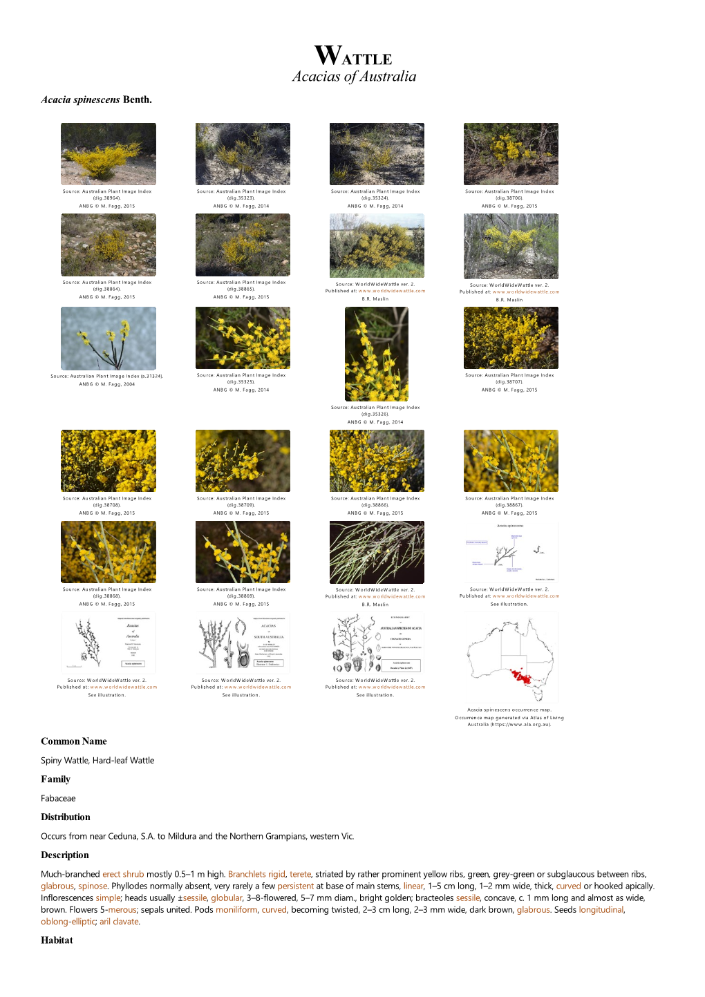 Acacia Spinescens Benth