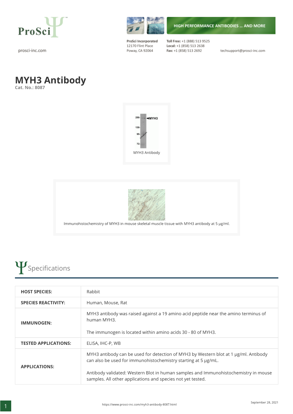 MYH3 Antibody Cat