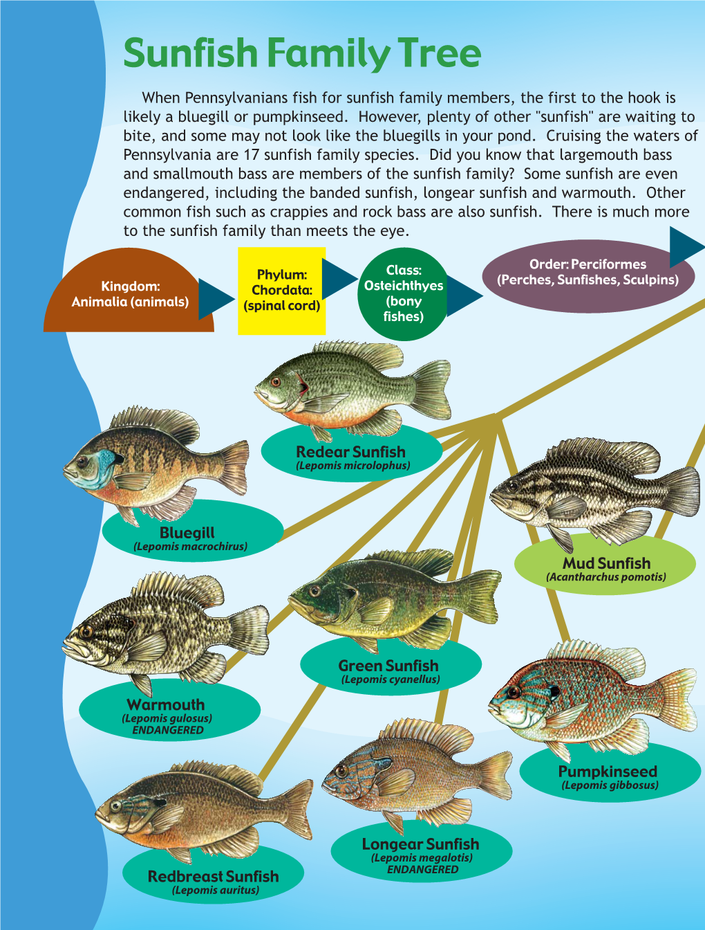 Sunfish Family Tree