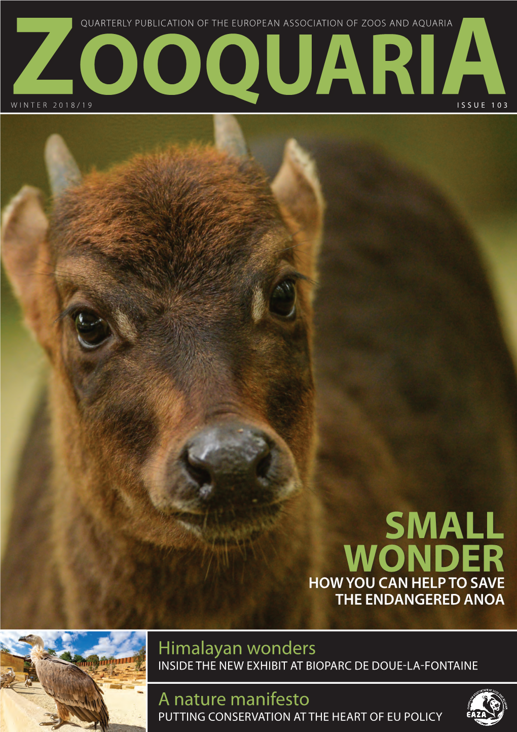 Small Wonder How You Can Help to Save the Endangered Anoa