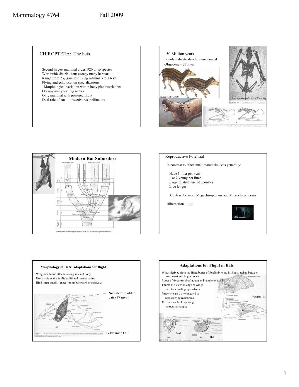 Mammalogy 4764 Fall 2009 1