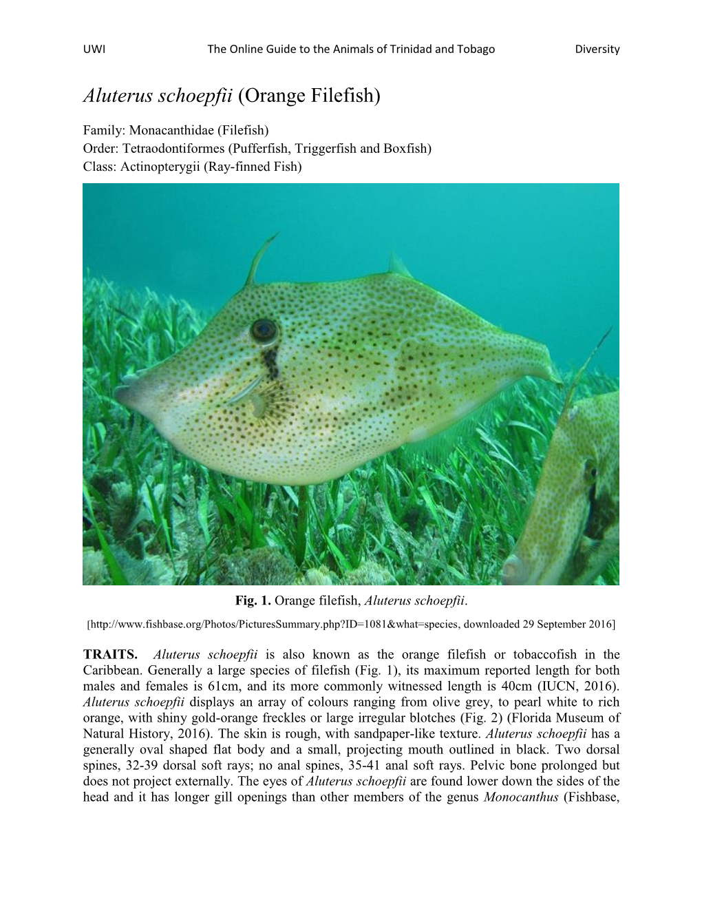 Aluterus Schoepfii (Orange Filefish)