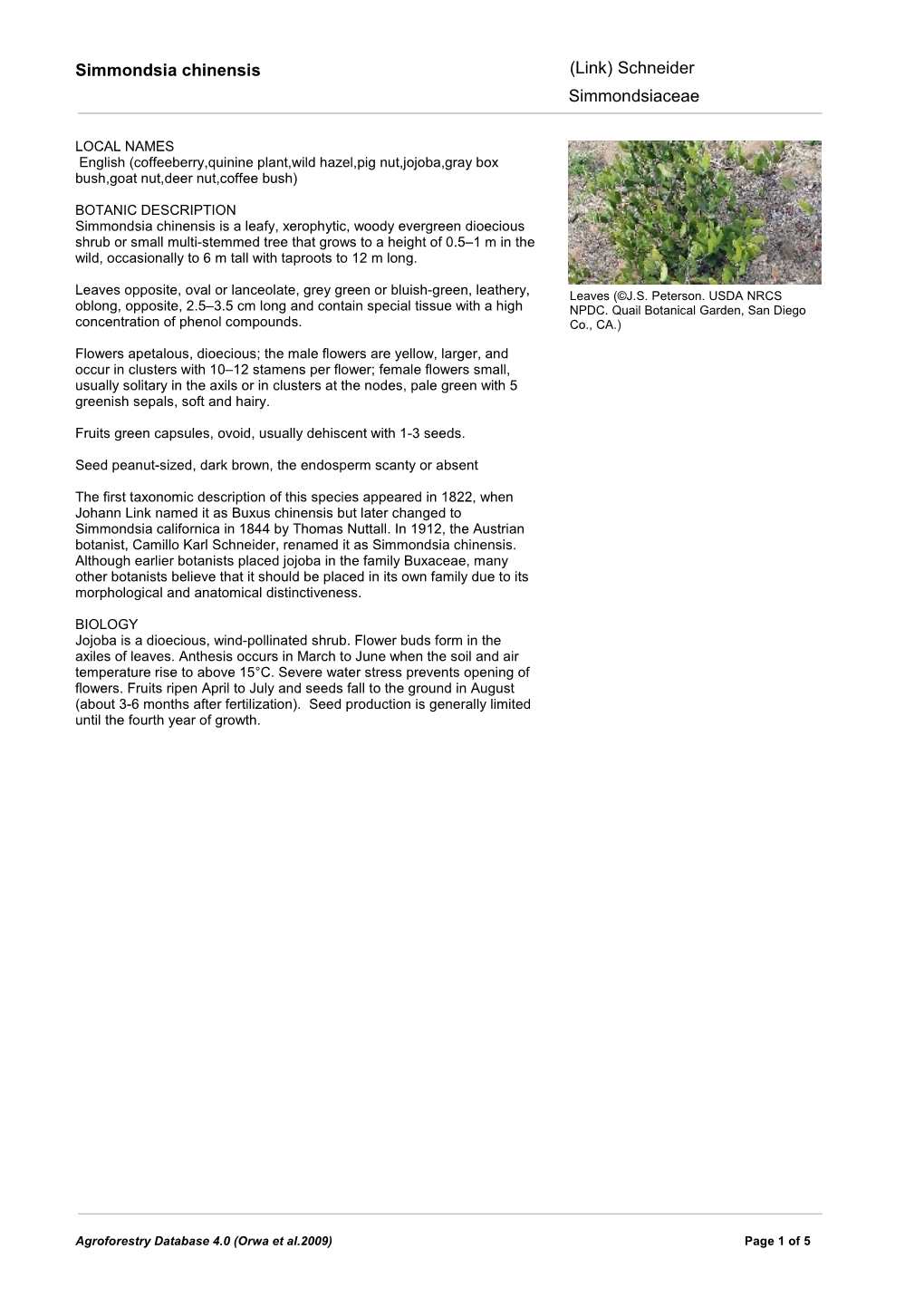 Simmondsia Chinensis Simmondsiaceae (Link) Schneider