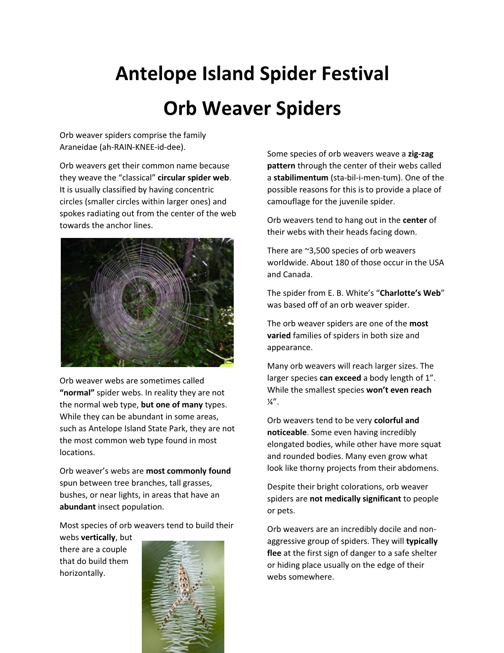 Orb Weaver Spiders