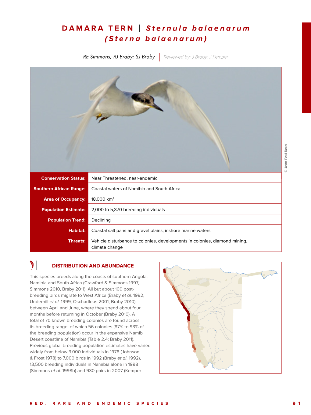 DAMARA TERN | Sternula Balaenarum (Sterna Balaenarum)