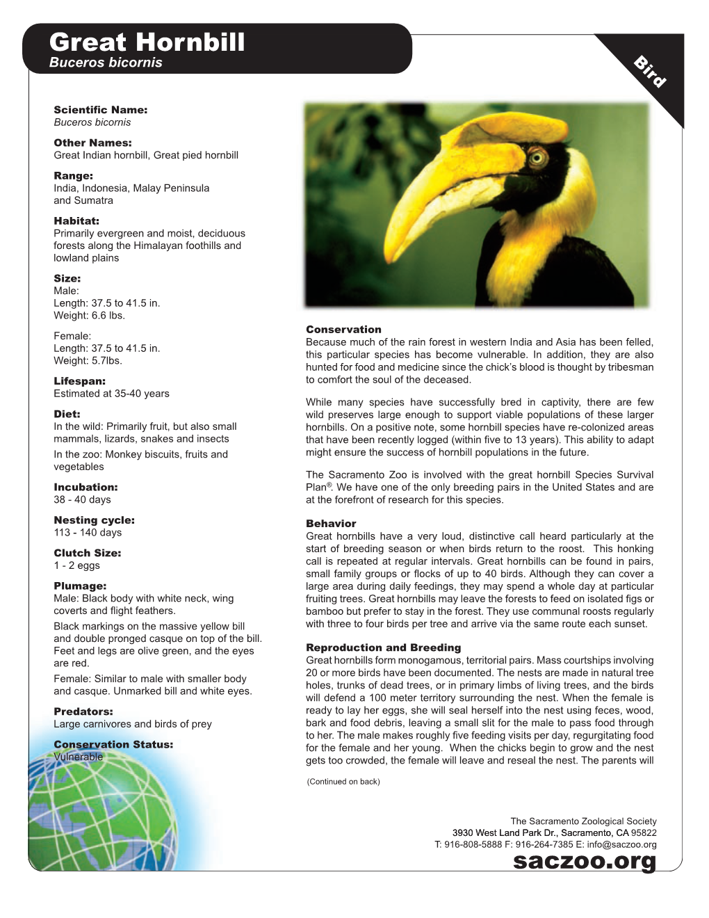 Great Hornbill B Buceros Bicornis I Rd