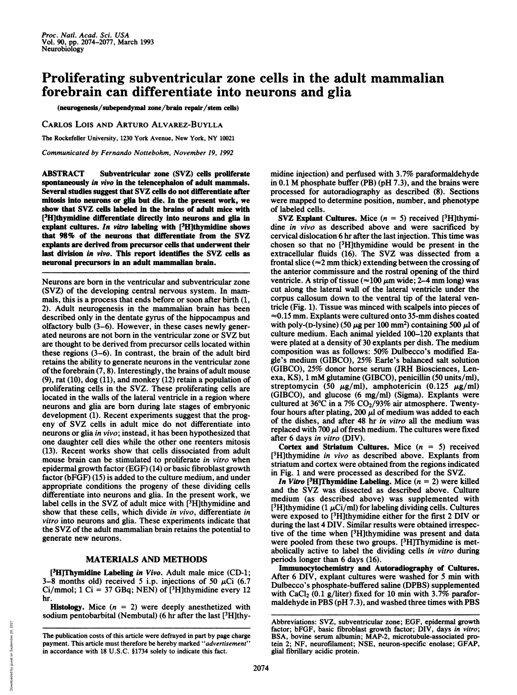 Proliferating Subventricular Zone Cells in the Adult Mammalian Forebrain