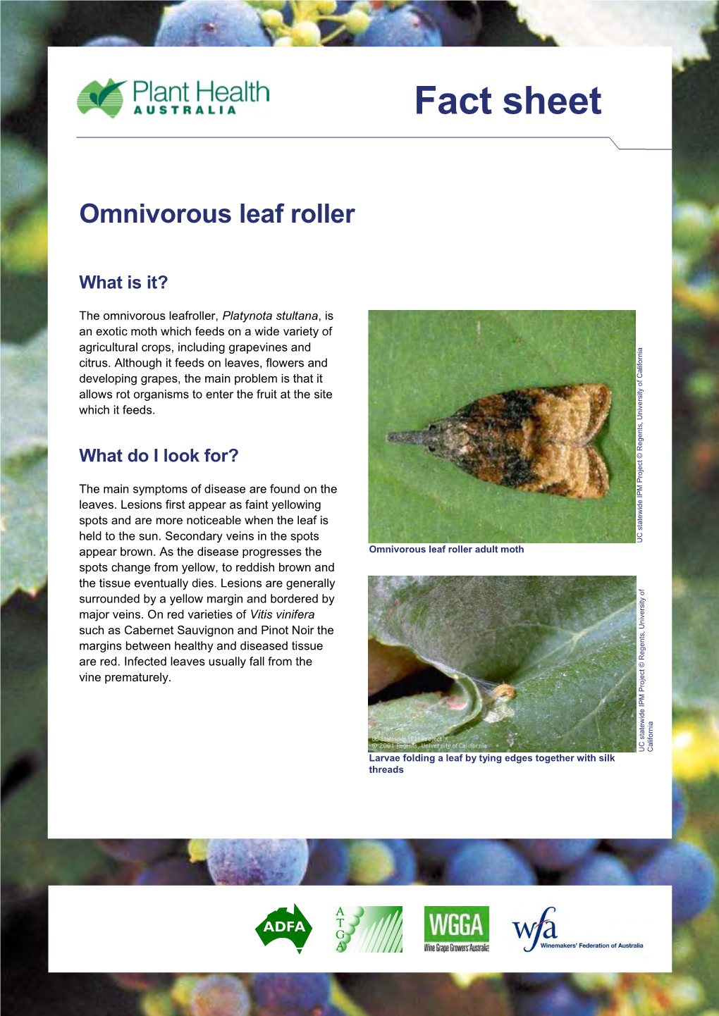 Omnivorous Leaf Roller