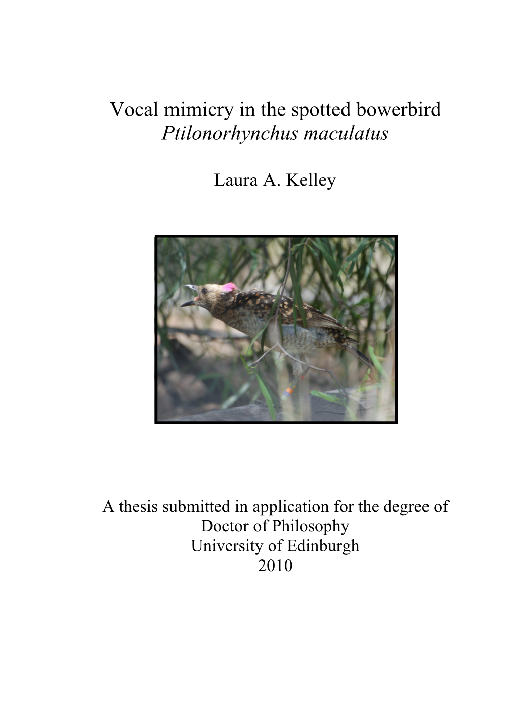 Vocal Mimicry in the Spotted Bowerbird Ptilonorhynchus Maculatus