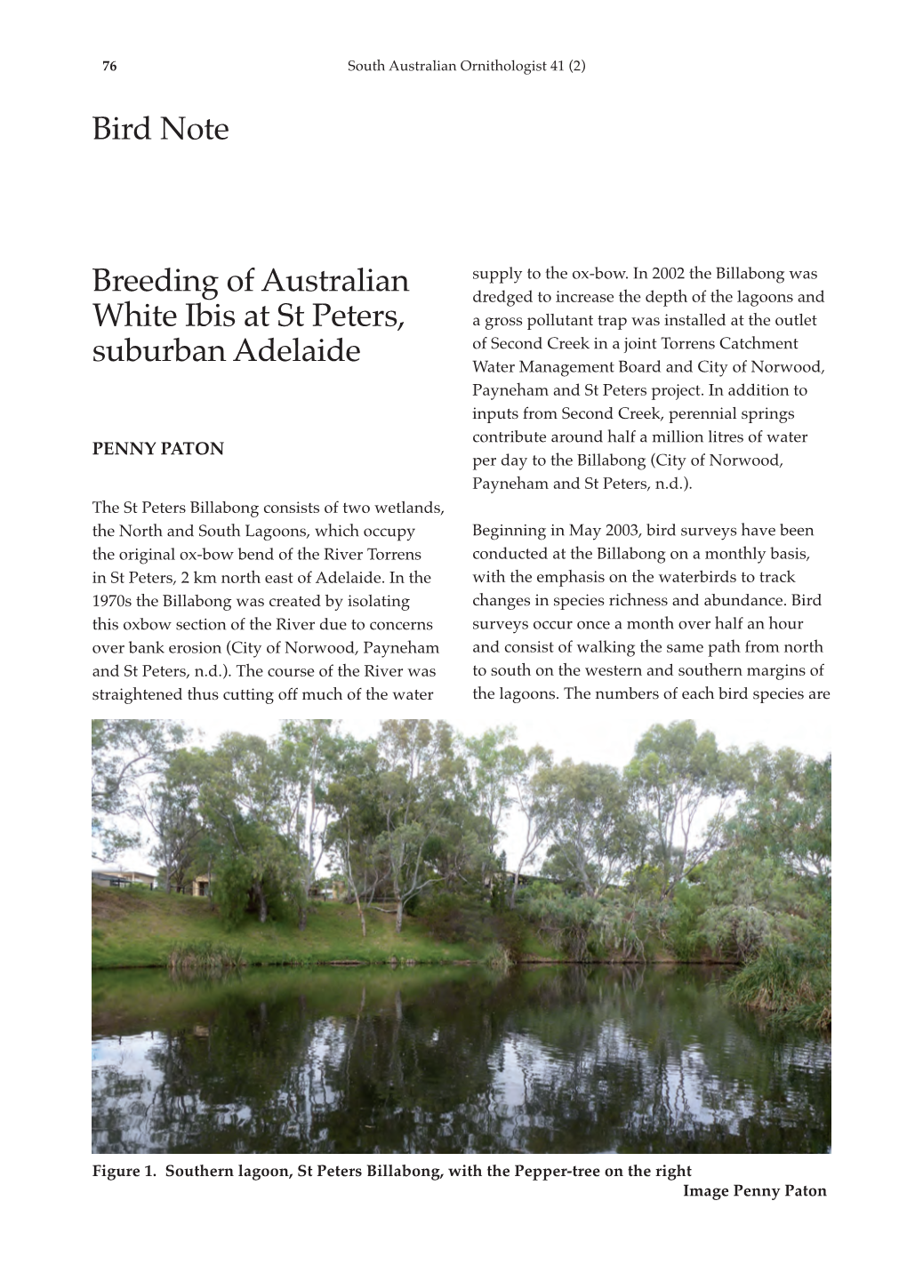 Bird Note Breeding of Australian White Ibis at St Peters, Suburban Adelaide