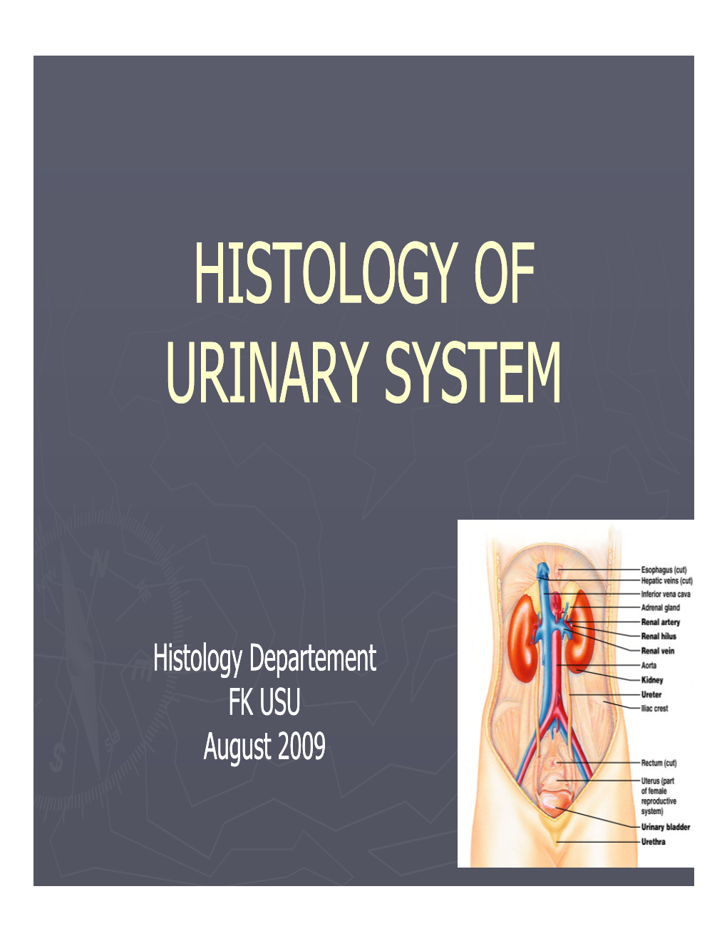 Histology of Urinary System